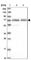 CDKN2A Interacting Protein antibody, HPA041397, Atlas Antibodies, Western Blot image 