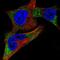 Tyrosinase antibody, NBP2-58910, Novus Biologicals, Immunofluorescence image 