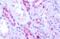 Melatonin-related receptor antibody, MBS247254, MyBioSource, Immunohistochemistry paraffin image 
