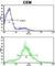 Cadherin 10 antibody, abx028337, Abbexa, Western Blot image 