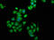 Ankyrin-3 antibody, LS-C672884, Lifespan Biosciences, Immunofluorescence image 