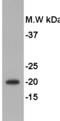 Geminin DNA Replication Inhibitor antibody, TA324203, Origene, Western Blot image 