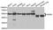 Tryptophanyl-TRNA Synthetase antibody, TA332892, Origene, Western Blot image 
