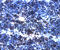 Interleukin 27 antibody, AF1834, R&D Systems, Immunohistochemistry frozen image 