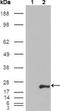 Glutathione S-Transferase Pi 1 antibody, NB110-60512, Novus Biologicals, Western Blot image 