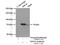 Rho Guanine Nucleotide Exchange Factor 40 antibody, 23911-1-AP, Proteintech Group, Immunoprecipitation image 