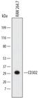 CD302 Molecule antibody, MAB64241, R&D Systems, Western Blot image 