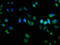 Trinucleotide Repeat Containing Adaptor 6A antibody, LS-C399727, Lifespan Biosciences, Immunofluorescence image 