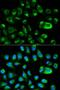 Growth Arrest Specific 2 antibody, LS-C331315, Lifespan Biosciences, Immunofluorescence image 