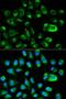 Growth Arrest Specific 2 antibody, LS-C331315, Lifespan Biosciences, Immunofluorescence image 