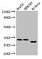 Gem Nuclear Organelle Associated Protein 8 antibody, CSB-PA873675LA01HU, Cusabio, Western Blot image 