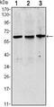 Tubulin Alpha 1a antibody, MA5-15708, Invitrogen Antibodies, Western Blot image 