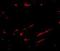 Solute Carrier Family 22 Member 17 antibody, NBP1-76918, Novus Biologicals, Immunofluorescence image 