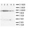 Signal Transducer And Activator Of Transcription 5A antibody, orb99038, Biorbyt, Western Blot image 