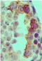 Toll Like Receptor 3 antibody, PA5-23510, Invitrogen Antibodies, Immunohistochemistry paraffin image 