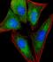 Ribosomal Protein L4 antibody, M05175, Boster Biological Technology, Immunofluorescence image 