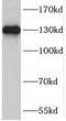 Sin3A Associated Protein 130 antibody, FNab07595, FineTest, Western Blot image 