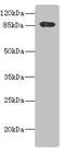 ADAM Metallopeptidase Domain 28 antibody, LS-C675361, Lifespan Biosciences, Western Blot image 