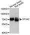 Splicing Factor 3a Subunit 2 antibody, abx126538, Abbexa, Western Blot image 