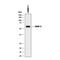 Matrix Metallopeptidase 3 antibody, MAB513, R&D Systems, Western Blot image 