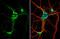 G Protein-Coupled Estrogen Receptor 1 antibody, GTX107748, GeneTex, Immunofluorescence image 