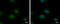 Transducin Beta Like 3 antibody, GTX120142, GeneTex, Immunocytochemistry image 