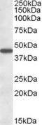 Aminoadipate Aminotransferase antibody, LS-C112639, Lifespan Biosciences, Western Blot image 