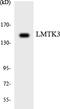 Lemur Tyrosine Kinase 3 antibody, LS-C292144, Lifespan Biosciences, Western Blot image 