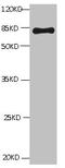 Albumin antibody, LS-C675234, Lifespan Biosciences, Western Blot image 