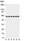 P21 (RAC1) Activated Kinase 1 antibody, R30640, NSJ Bioreagents, Western Blot image 