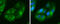 Isocitrate Dehydrogenase (NADP(+)) 1, Cytosolic antibody, GTX629818, GeneTex, Immunofluorescence image 