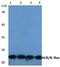 HRas Proto-Oncogene, GTPase antibody, A00114-1, Boster Biological Technology, Western Blot image 