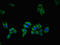Ubiquilin 2 antibody, orb401396, Biorbyt, Immunofluorescence image 