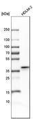 Apolipoprotein L2 antibody, HPA001078, Atlas Antibodies, Western Blot image 