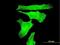 TAO Kinase 3 antibody, H00051347-M07, Novus Biologicals, Immunocytochemistry image 