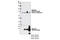 Fermitin Family Member 2 antibody, 13562S, Cell Signaling Technology, Western Blot image 