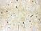 Aquaporin 4 antibody, PA5-78812, Invitrogen Antibodies, Immunohistochemistry paraffin image 