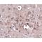 Protocadherin 12 antibody, LS-C108481, Lifespan Biosciences, Immunohistochemistry paraffin image 