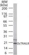 Tumor necrosis factor receptor superfamily member 23 antibody, PA1-41657, Invitrogen Antibodies, Western Blot image 