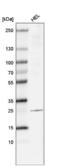 Lysosomal Protein Transmembrane 4 Beta antibody, NBP2-61158, Novus Biologicals, Western Blot image 