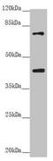 Rac GTPase Activating Protein 1 antibody, LS-C682136, Lifespan Biosciences, Western Blot image 