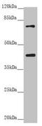 Rac GTPase-activating protein 1 antibody, LS-C682136, Lifespan Biosciences, Western Blot image 