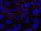 AHNAK Nucleoprotein antibody, MA1-10050, Invitrogen Antibodies, Immunofluorescence image 