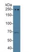 Nuclear Mitotic Apparatus Protein 1 antibody, LS-C711366, Lifespan Biosciences, Western Blot image 