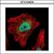 Tankyrase 2 antibody, GTX104638, GeneTex, Immunofluorescence image 