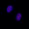 GATA Binding Protein 5 antibody, AF2170, R&D Systems, Immunocytochemistry image 