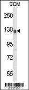 Potassium Voltage-Gated Channel Subfamily H Member 2 antibody, 63-653, ProSci, Western Blot image 