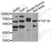 TATA-Box Binding Protein Associated Factor, RNA Polymerase I Subunit B antibody, A8171, ABclonal Technology, Western Blot image 