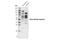 Arginine monomethyl  methylate antibody, 51750S, Cell Signaling Technology, Western Blot image 