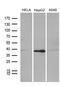 PHD Finger Protein 20 Like 1 antibody, MA5-27206, Invitrogen Antibodies, Western Blot image 